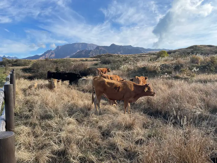Kyushu brown cattle near Aso 