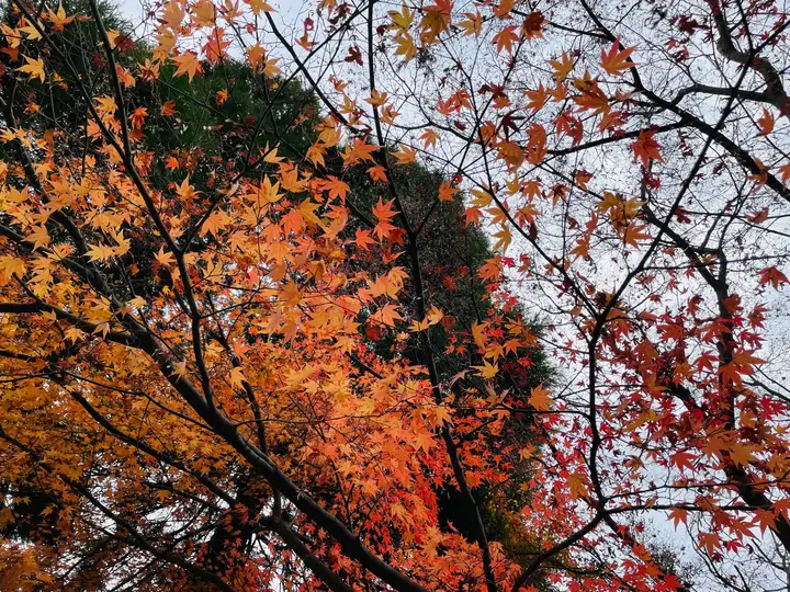 Autumn leaves in Kurokawa