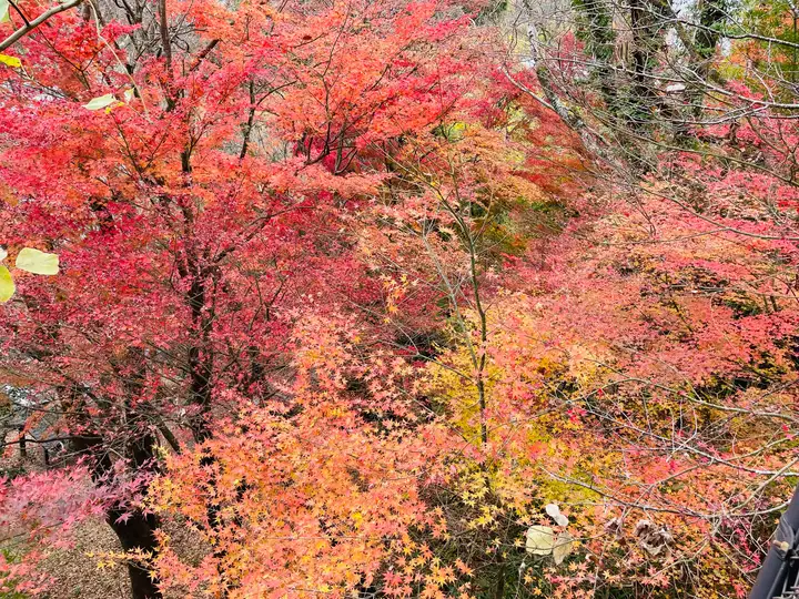 Autumn leaves in Kurokawa