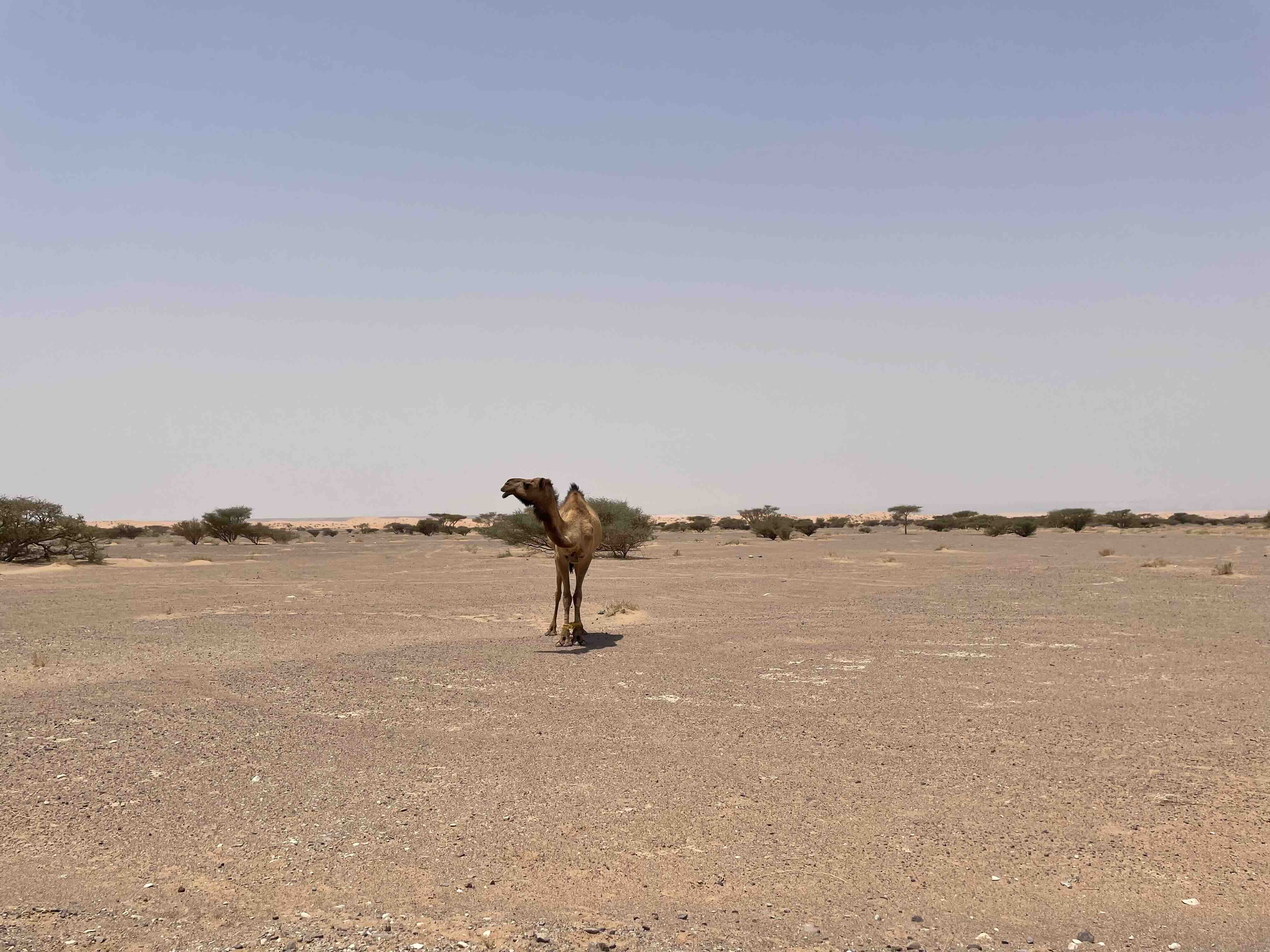 Roadside camel in Jordan