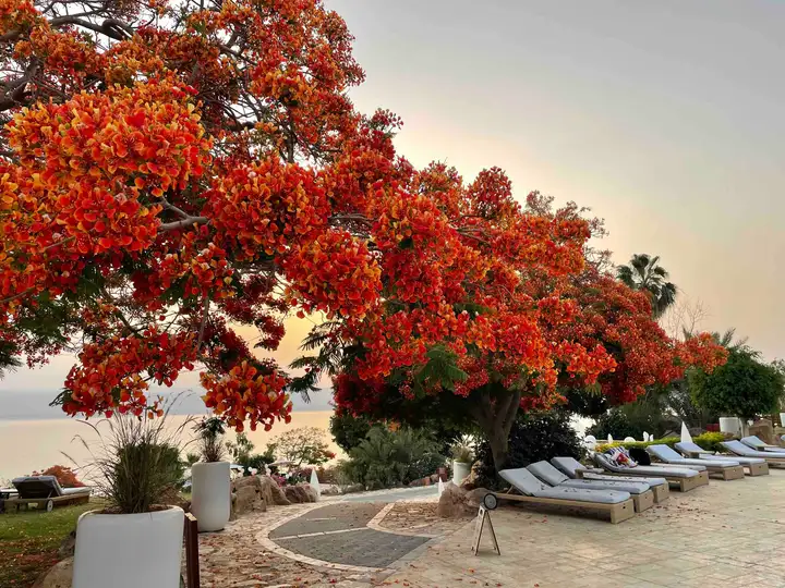 Flowering Delonix regia along Dead Sea