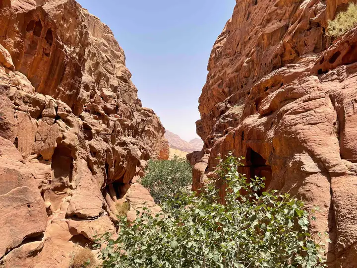 Wadi Rum canyon with tree