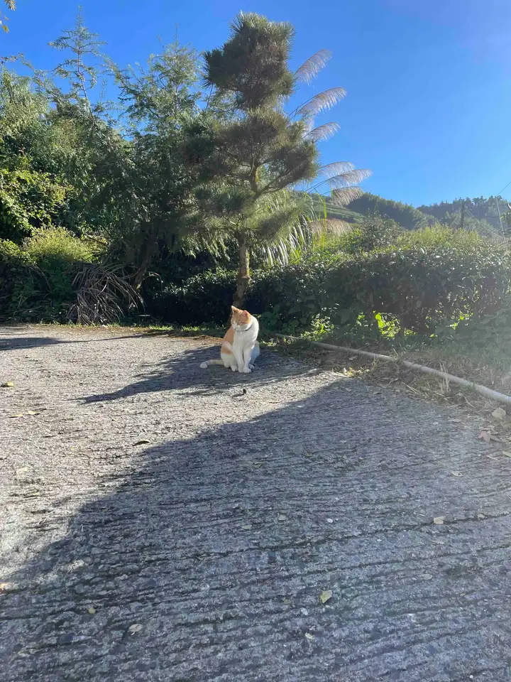 Tea farm cat