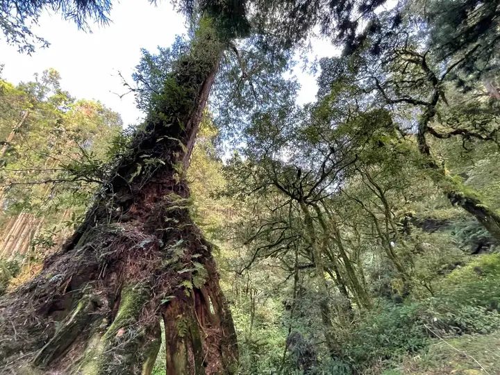 Alishan forest