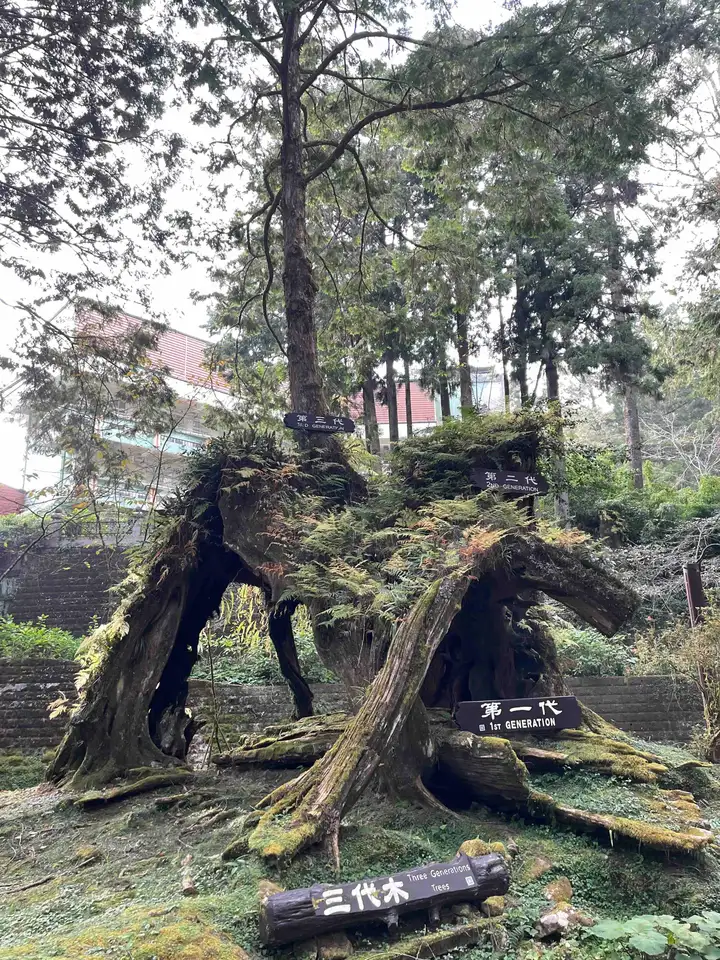 Alishan generation tree