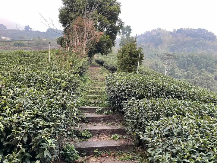 Alishan tea farms