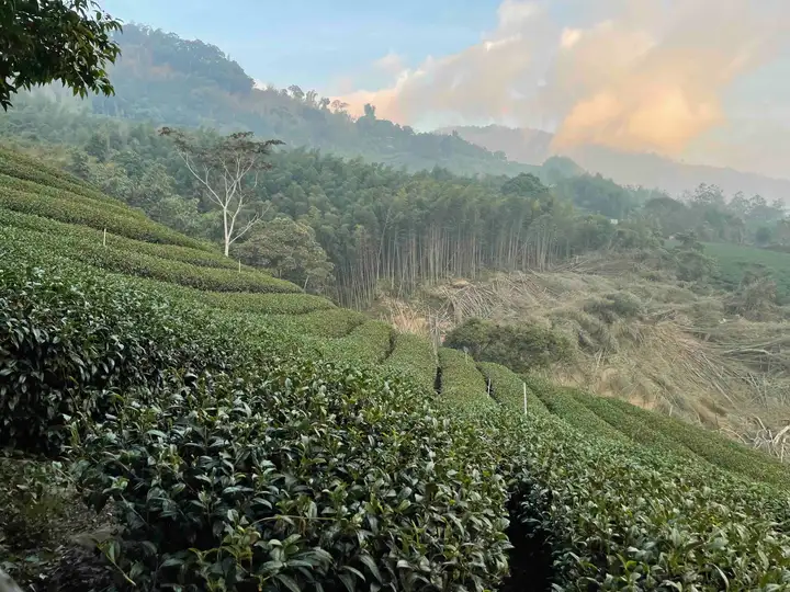 Alishan tea farms