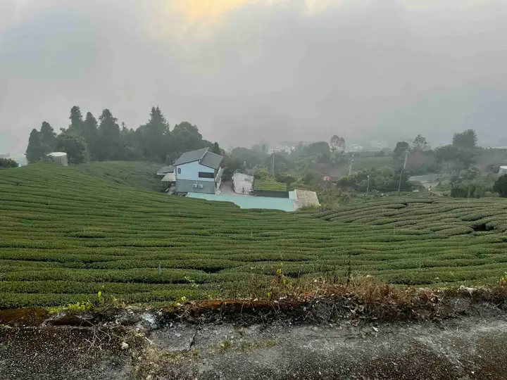 Alishan tea farms