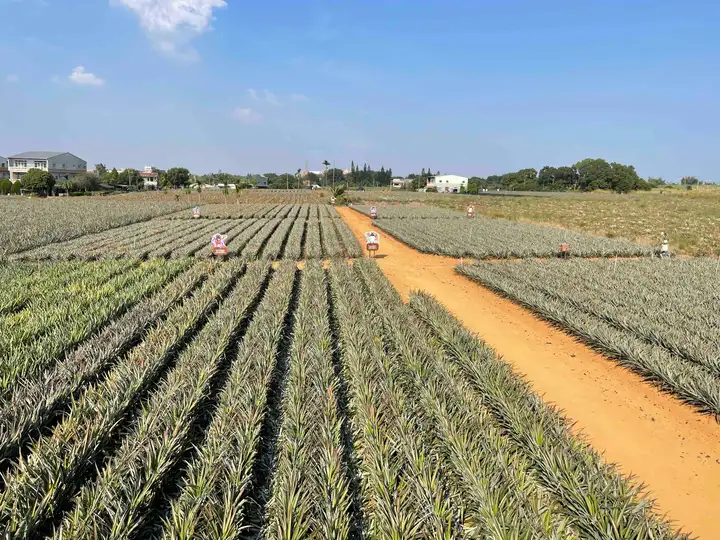 Pineapple farm in Taiwan