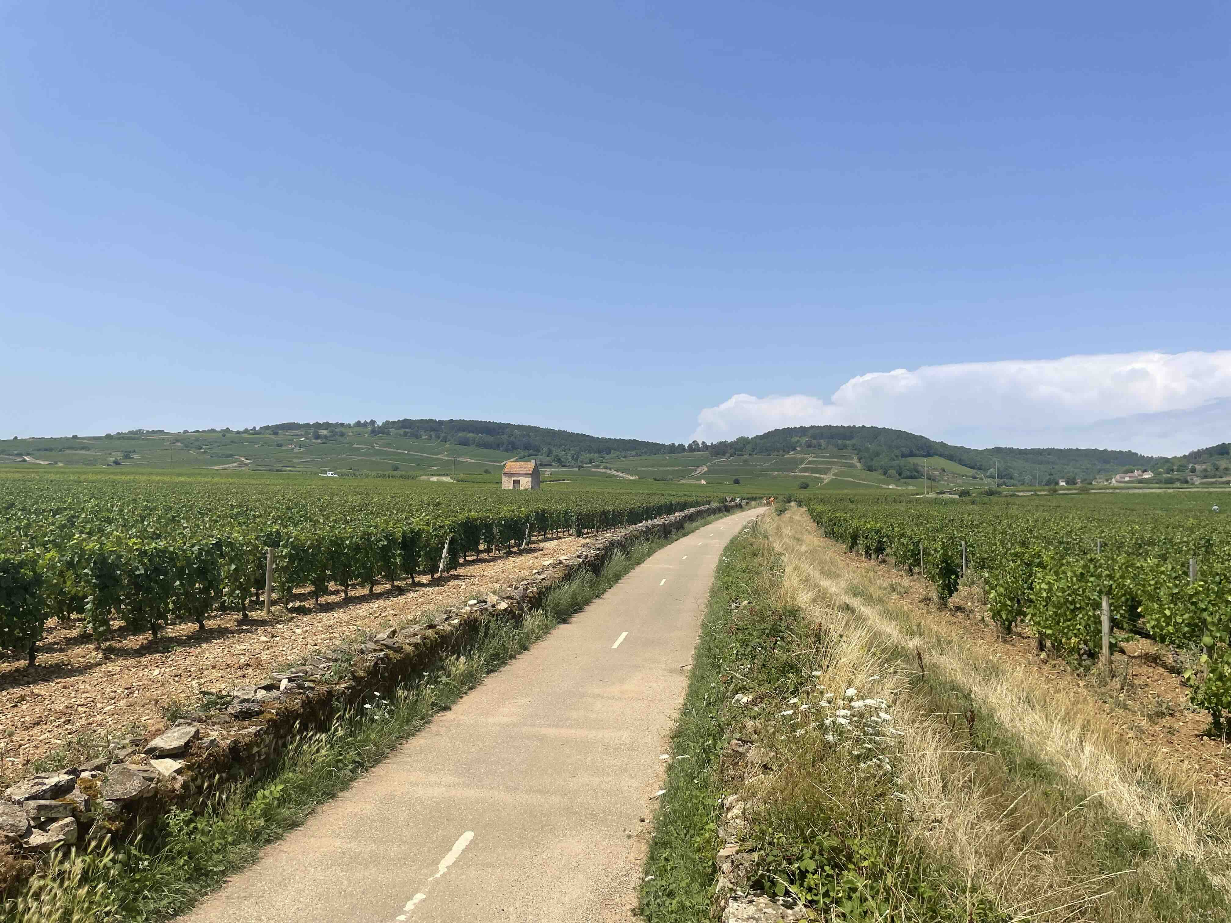 Voie des Vignes trail