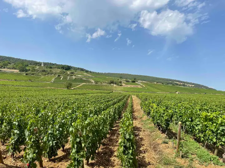 Voie des Vignes vineyard