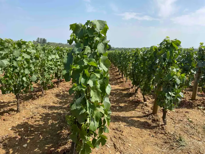 Voie des Vignes row of grapes