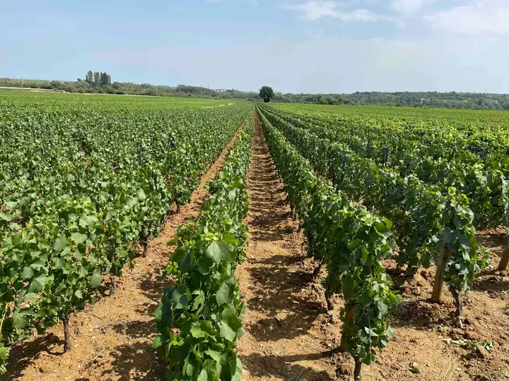 Voie des Vignes vineyards