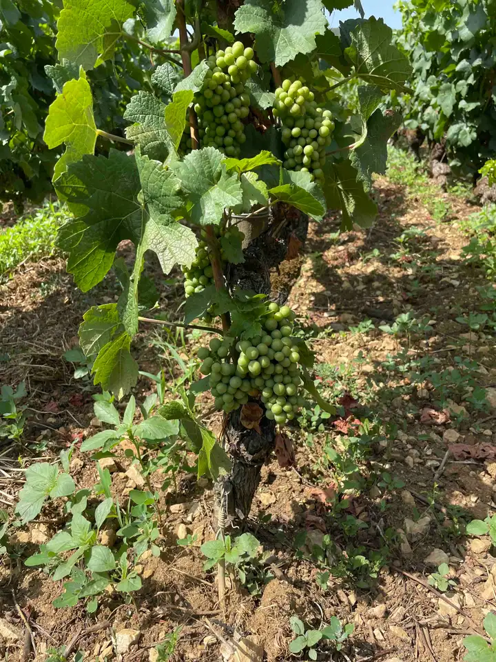 Voie des Vignes grape closeup