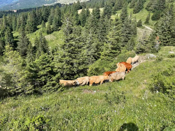 Jura mountains trail