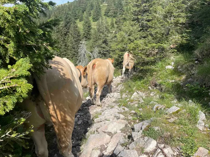 Jura mountains trail