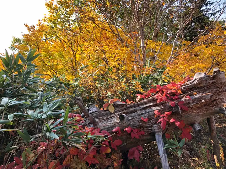 On Mt Yotei trail in October