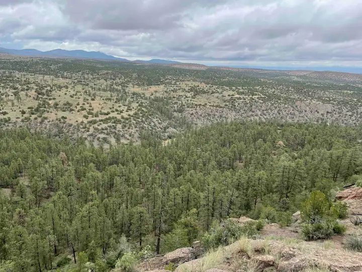 Forest trees overlook on Deer Trap Trail near Los Alamos, NM