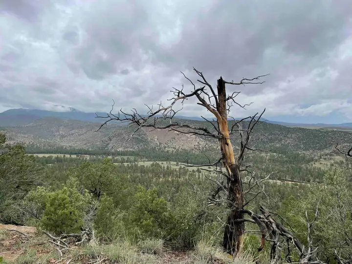 Overlook with remnants of burnt tree on Deer Trap Trail near Los Alamos, NM