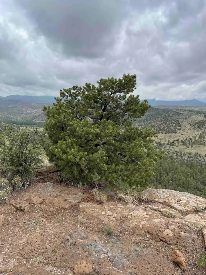 Pine tree on Deer Trap Trail near Los Alamos, NM