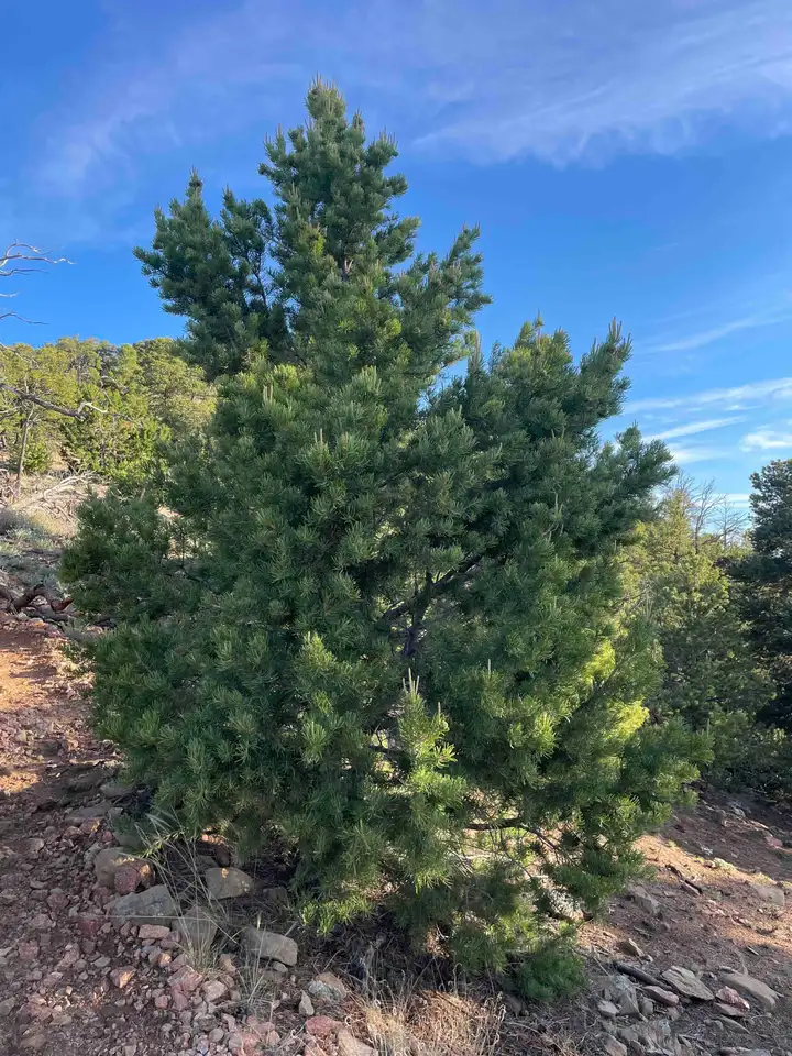 Pinon pine tree