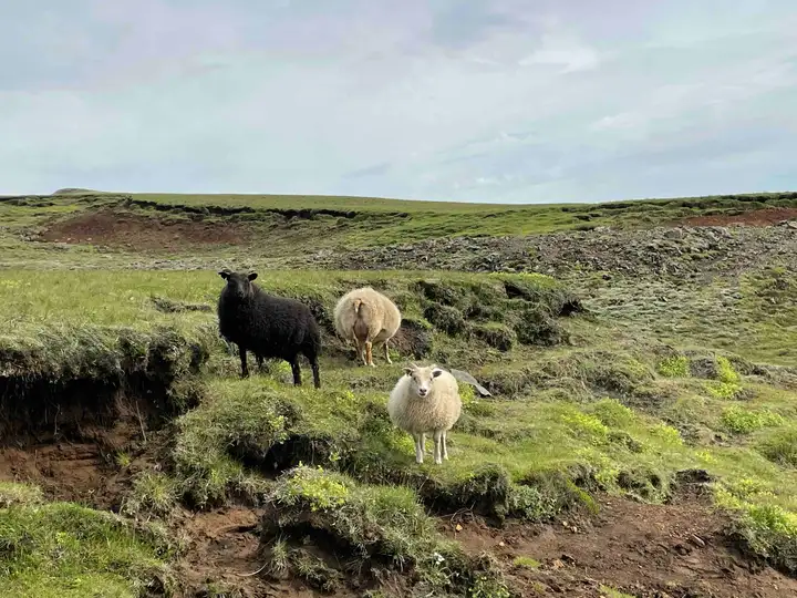 Sheep on Fimmvörðuháls Trail