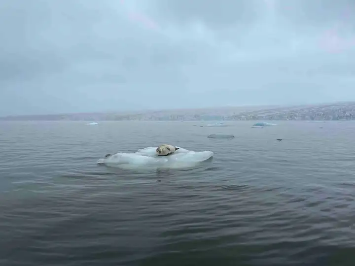 Fjallsárlón seal on floating glacier