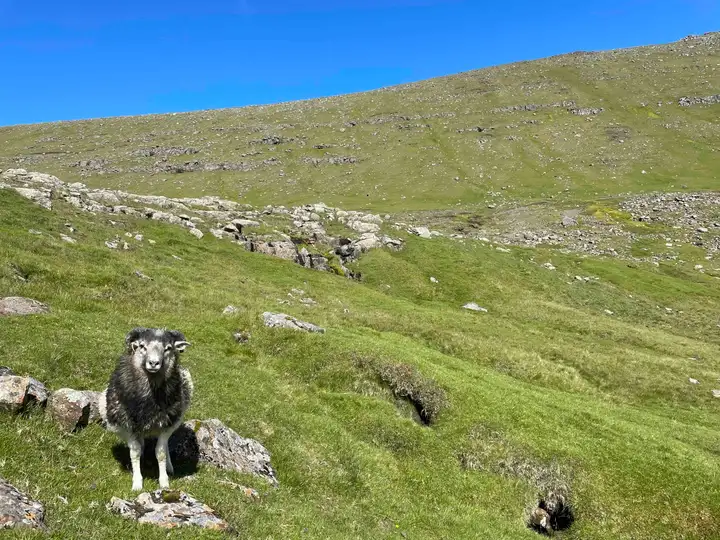 Hellurnar path with sheep