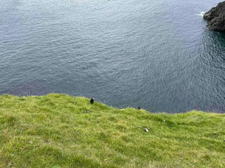 Puffins on Vagar