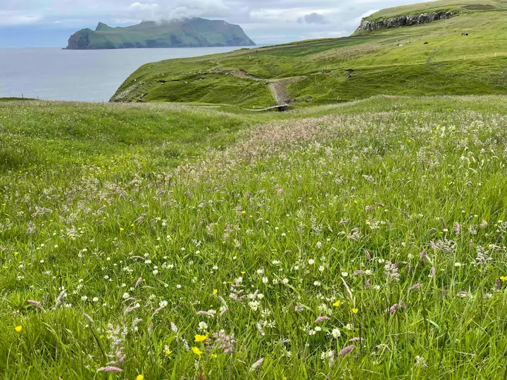 Wildflowers on Vagar